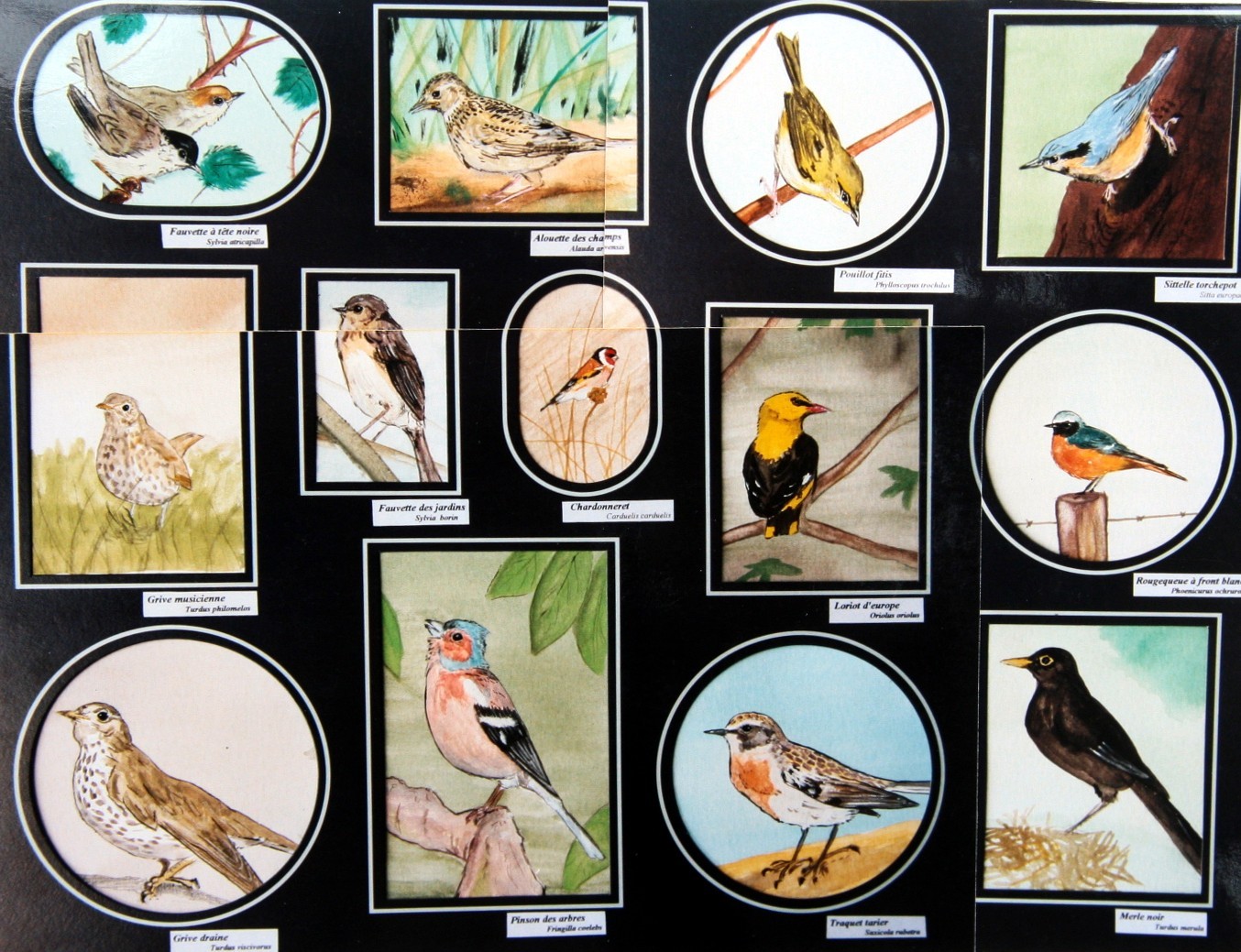 tableaux et peintures animalières des oiseaux des prés et des champs