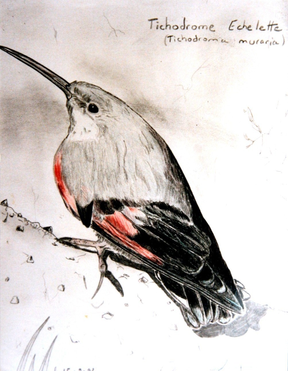 tableaux et peintures animalières d'un tichodrome echelette